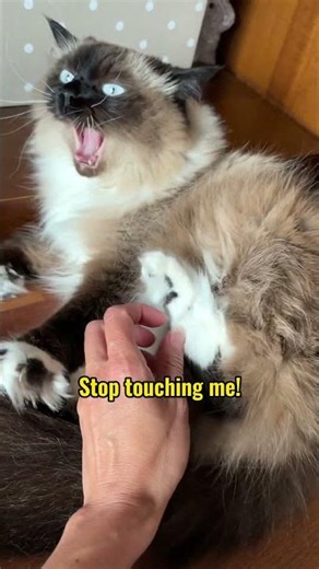 Why Your Cat Bites You Out of Nowhere?
