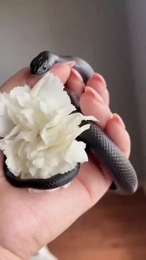 Helenlann (@helenlann)’s videos with original sound - Helenlann