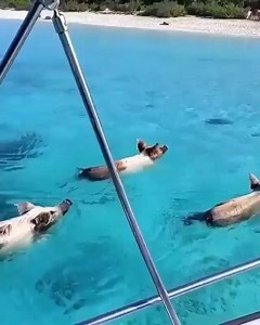 25K views · 582 reactions | Des partenaires de baignade   Bahamas | Voyage Privé | Facebook