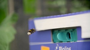 8.7K views · 210 reactions | Every summer we release bumblebees in our polytunnels to work their magic on our tomatoes. Find out more from Ed in this video... | Riverford | Facebook