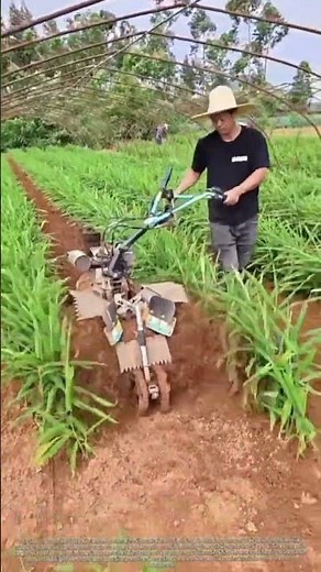 The Systematic Weeding and Aeration of Raised Bed Ginger Crops