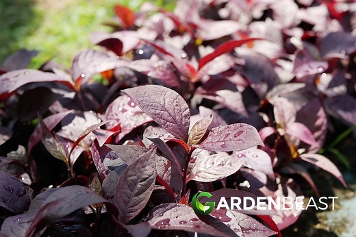 Alternanthera Plants Guide: How to Care for “Joseph’s Coat” or “Joyweed”