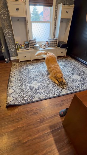 15 reactions | Mars as pumped as I am about our $50 Aldi rug. We love a deal  | Amelia Laster | Facebook