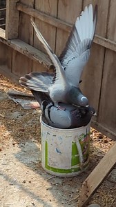 488K views · 3.4K reactions | Racing Pigeons vs Roller Pigeons | Sami Loft & FarmHouse | Facebook