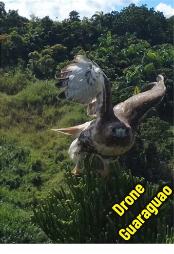 Majestic Broad Winged Hawk 📸🦅 surveying its kingdom from the top of a pine tree 🌲. Watch as this incredible predator scouts the land for its next meal 😍 #tiktokcreatorsearchinsightsincentive #wildlifephotography #droneshot #birdsofprey #naturelover