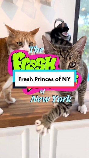 Cute Cat Theme Song Parody by Loki & Danielle