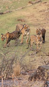 In honor of #NationalWildlifeDay , here is one of our favorite wildlife encounters from this season! FOUR tigers spotted together on our India Tiger Quest safari! nathab.com/asia-adventure-travel/india-tiger-safari Video by Nat Hab Traveler David Silver | Natural Habitat Adventures