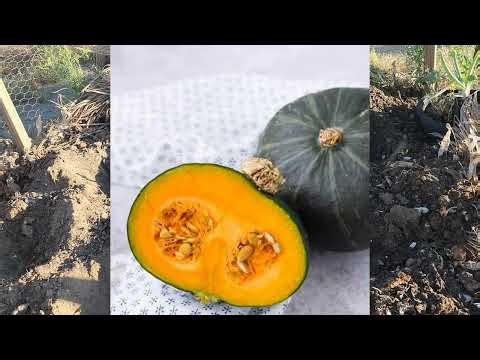 How to grow kabocha squash from seeds 