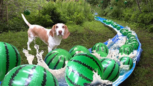 Maymo discovers secret watermelon river surprise in the woods