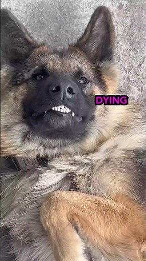 NoW i aM aSHaMeD 🐶😔