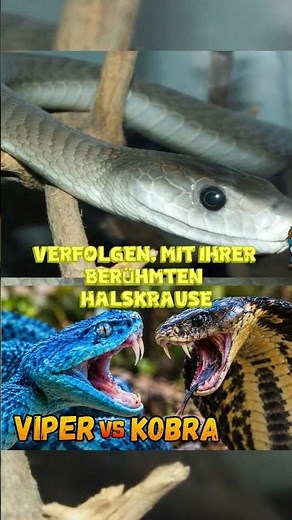 Spitting Cobra: The Snake That Can Attack Your Eyes | Facts About Cobras #cobra #reptiles #fact