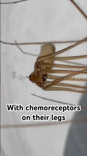 The secret "sensors" on a cellar spider's legs #urbanwildlife #spider #insects #wildlife