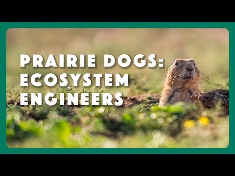 Prairie Dogs: Ecosystem Engineers