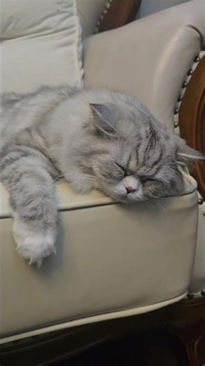 像不像过节又累又无聊的“我”，Grumpy萌呆了 Holiday me: exhausted, bored, but look how cute Grumpy is being~ 🐱💤