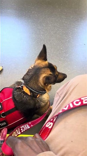Sheba on the Move