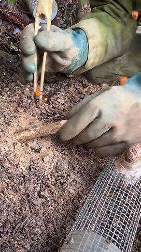 Catching Wild Honeybees | Amazing Tips