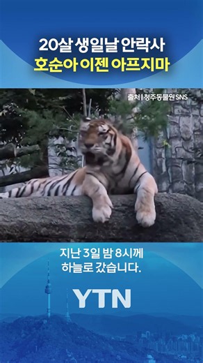 Be happy in the tiger star #shorts / YTN