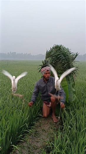 Amazing Rural Bird Catching Scene