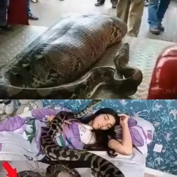 12K views · 26 reactions | Woman slept with her Python every night, until the worst happened...see more | Soo.Rina | Facebook