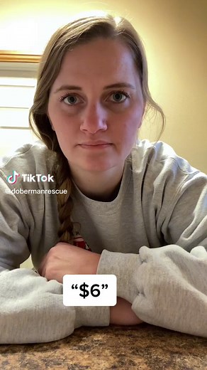 Adopt Sweet Odin: A Loving Doberman in Need of a Forever Home