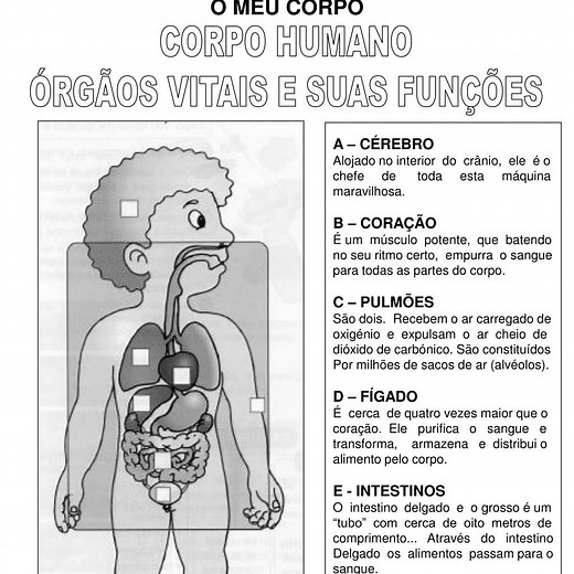 CORPO HUMANO: ÓRGÃOS VITAIS E SUAS FUNÇÕES.