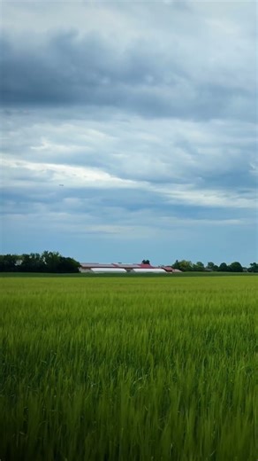 ASMR Windy Field: Ultimate White Noise for Deep Sleep & Total Relaxation 🌬️💤 #asmr #whitenoise