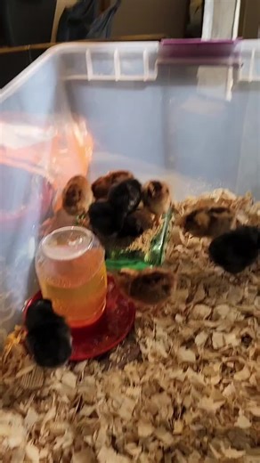 Red Engine on TikTok