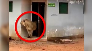 "Das Klo ist nicht immer sicher": Neugieriger Löwe überrascht Safari-Touristen auf öffentlicher Toilette