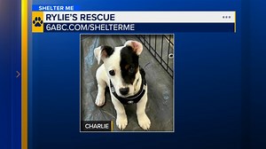 Shelter Me: Meet adorable 4-month-old Jack Russell pup Charlie from Rylie's Rescue