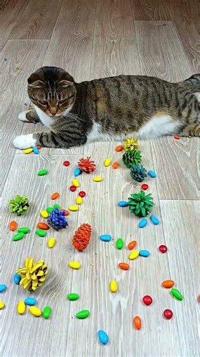 Heartwarming Cat's Playdate with Colorful Stones