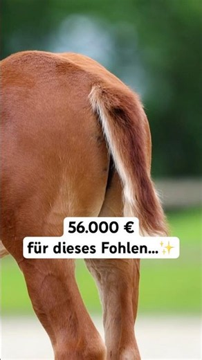 €56,000 … for this foal. 👀✨