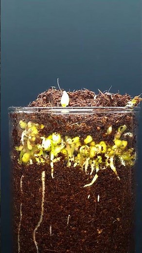 How Mung beans grow - Time lapse