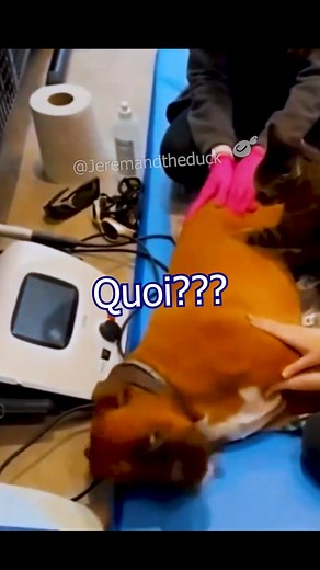Opération à chien ouvert | Jeremandtheduck