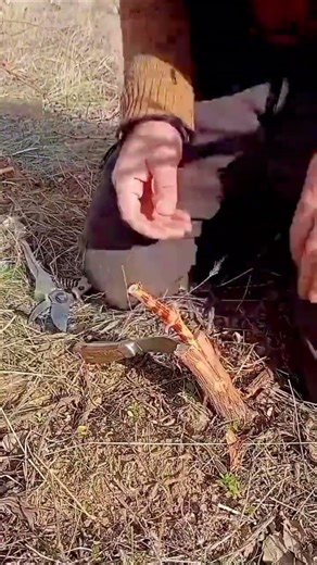 Masterful Grapevine Grafting: Ultimate Guide for 100% Success! 🍇✂️🌿 #food #survival