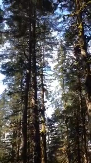 Precision Timberworks on Reels