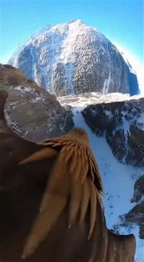 Cámara GoPro en un Águila