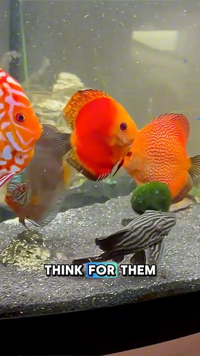 Playful pleco unlocked. 🎮🐟 Moss ball moments never fail. #PlecoPlaytime #AquariumVibes #FishKeeper #FishFunFacts #FishTrivia | GuppyKoi