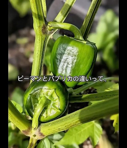 ピーマンとパプリカの違いって、色だけじゃない。🫑 #雑学 #豆知識