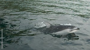 Dolphin jumping out of water in super slow motion - close up