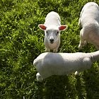 Games for Teaching Boundaries