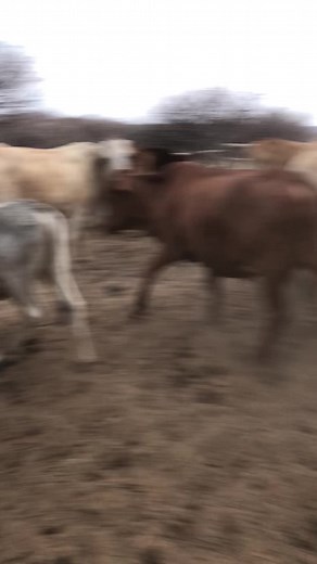 Letlotlo_Lesege on TikTok