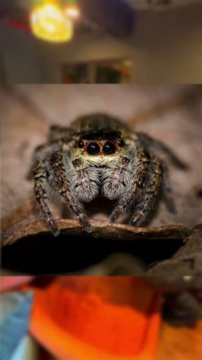 🚨 EMOTIONAL! 😭 IShowSpeed Meltdown on Stream—The Heartbreaking Reason Why! 💔 | #fyp #ishowspeed #cry