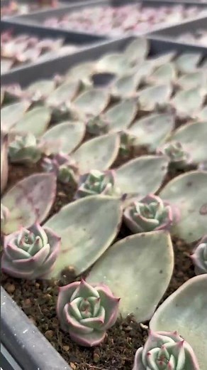 How to Propagate Succulents from Leaves: 100% Success Rate!