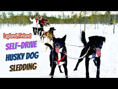 10km Self-Drive Dog Sledding / Husky Mushing Experience in Lapland, Finland 🇫🇮