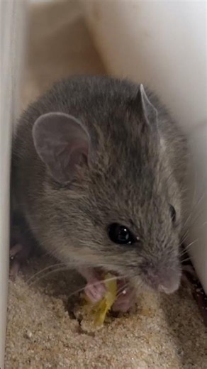 ADORABLE Endangered Mice Need Help | Australian Reptile Park
