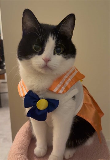 🧡 I am the Pretty Guardian who fights for Love and for Beauty! I am Sailor Venus. In the name of Venus, I'll punish you with the power of love! #sailormoon #anime #cosplay #costume #cat