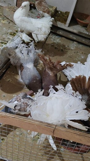 fancy pegions samastipur #pigeon #raisenpigeons #kabootar#kabootarloft05 #bihar