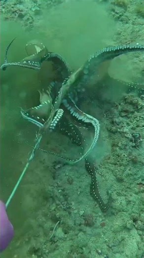 Wrestling with a giant octopus and the ending | Scene 86