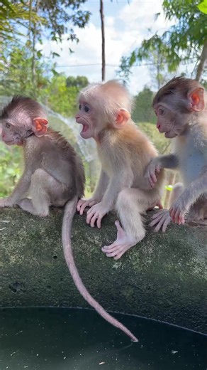 Aww aww awww baby #tiktok #foryou #viral #monkey #animals | monkey videos