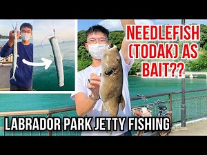 Labrador Park Jetty Fishing | Needlefish as BAIT?
